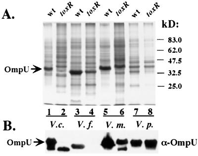 FIG. 5