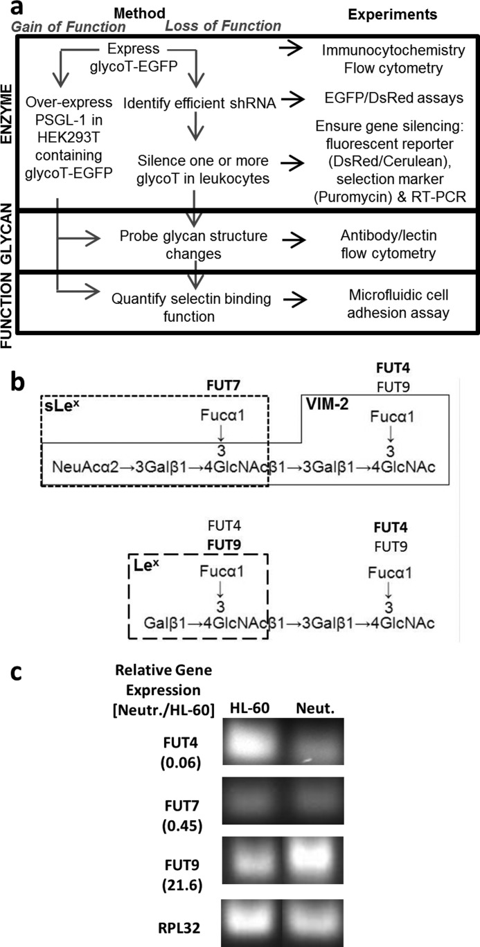 FIGURE 1.