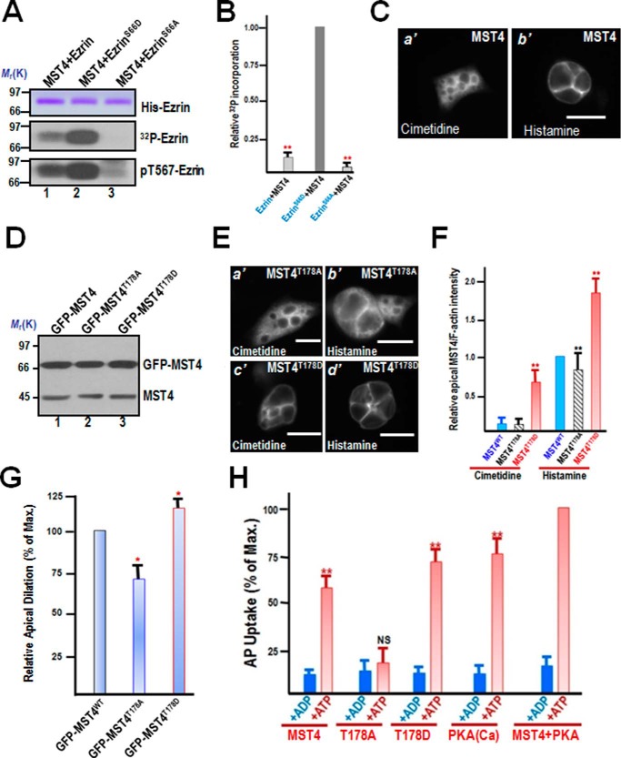 FIGURE 4.