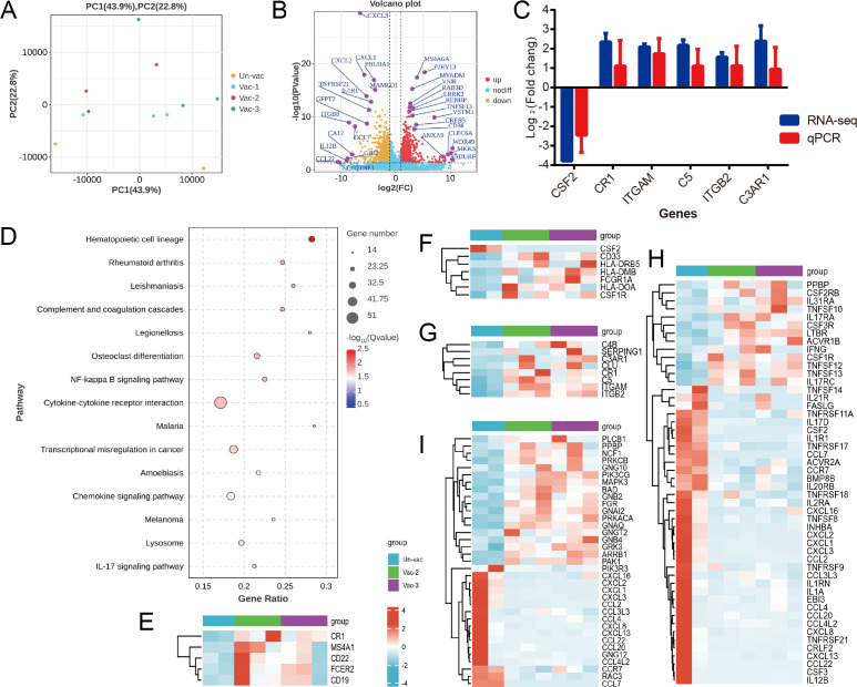 PCA plot, volcano plot, bar graph of gene expression, pathway dot plot, and heatmaps depicting gene expression differences across vaccination groups.