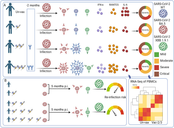 Timeline of vaccination status, infection outcomes, immune responses, severity for different SARS-CoV-2 variants, and RNA-Seq analysis comparing unvaccinated and vaccinated groups. Reinfection risk depicted at 5 months post-infection.