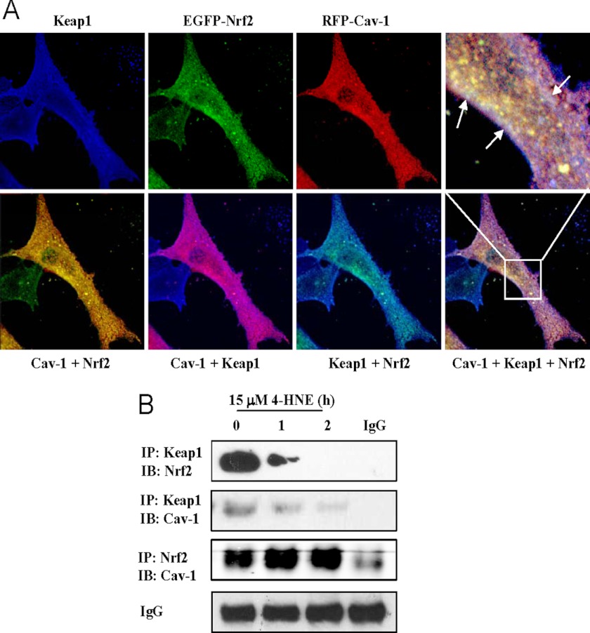 FIGURE 3.