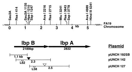 FIG. 1