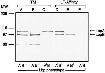 FIG. 5