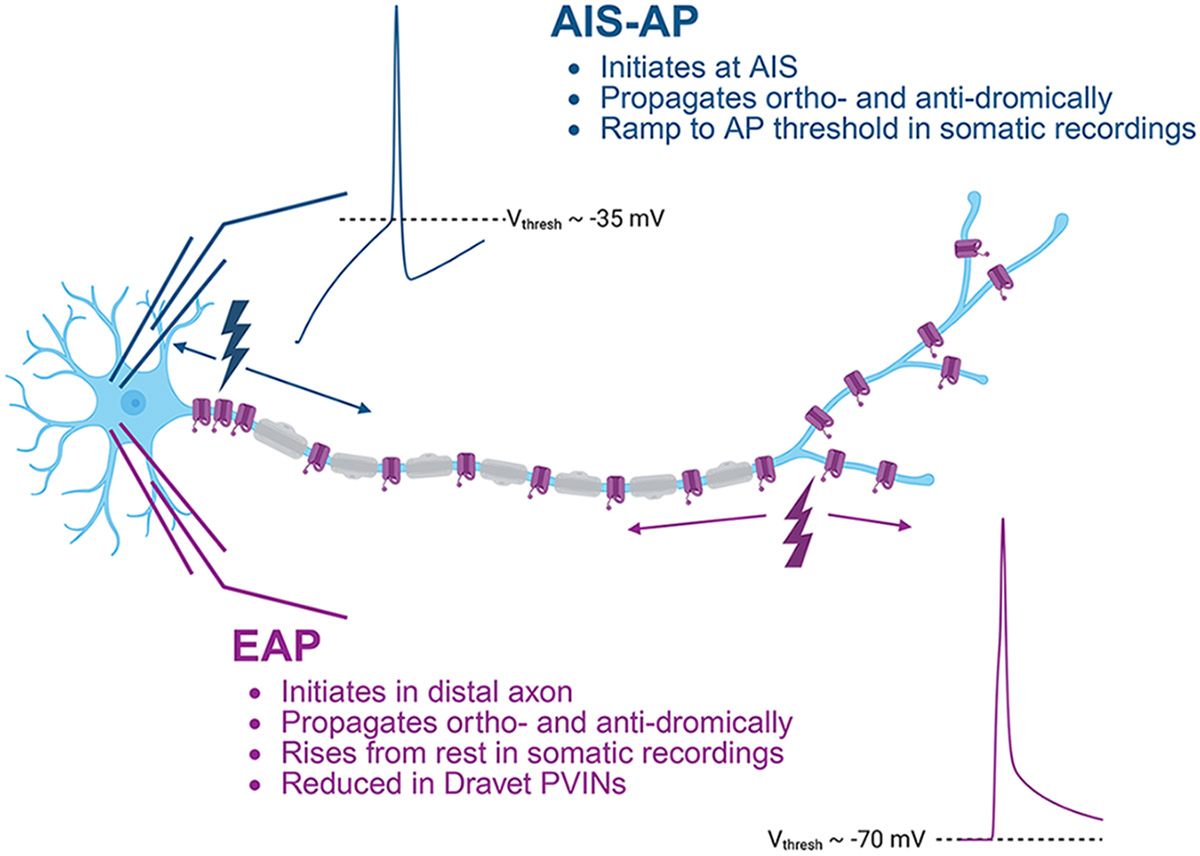 graphic file with name nihms-2083136-f0001.jpg