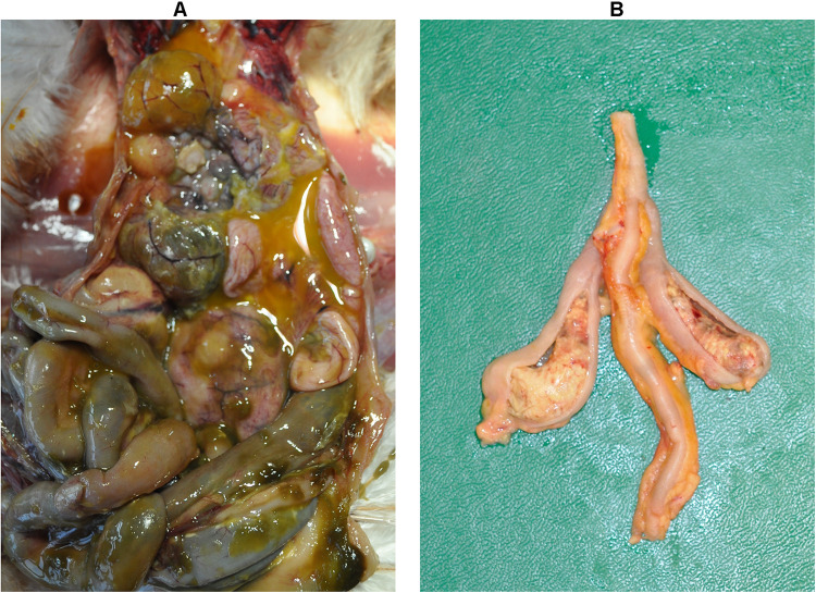 FIGURE 2