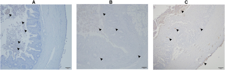 FIGURE 10