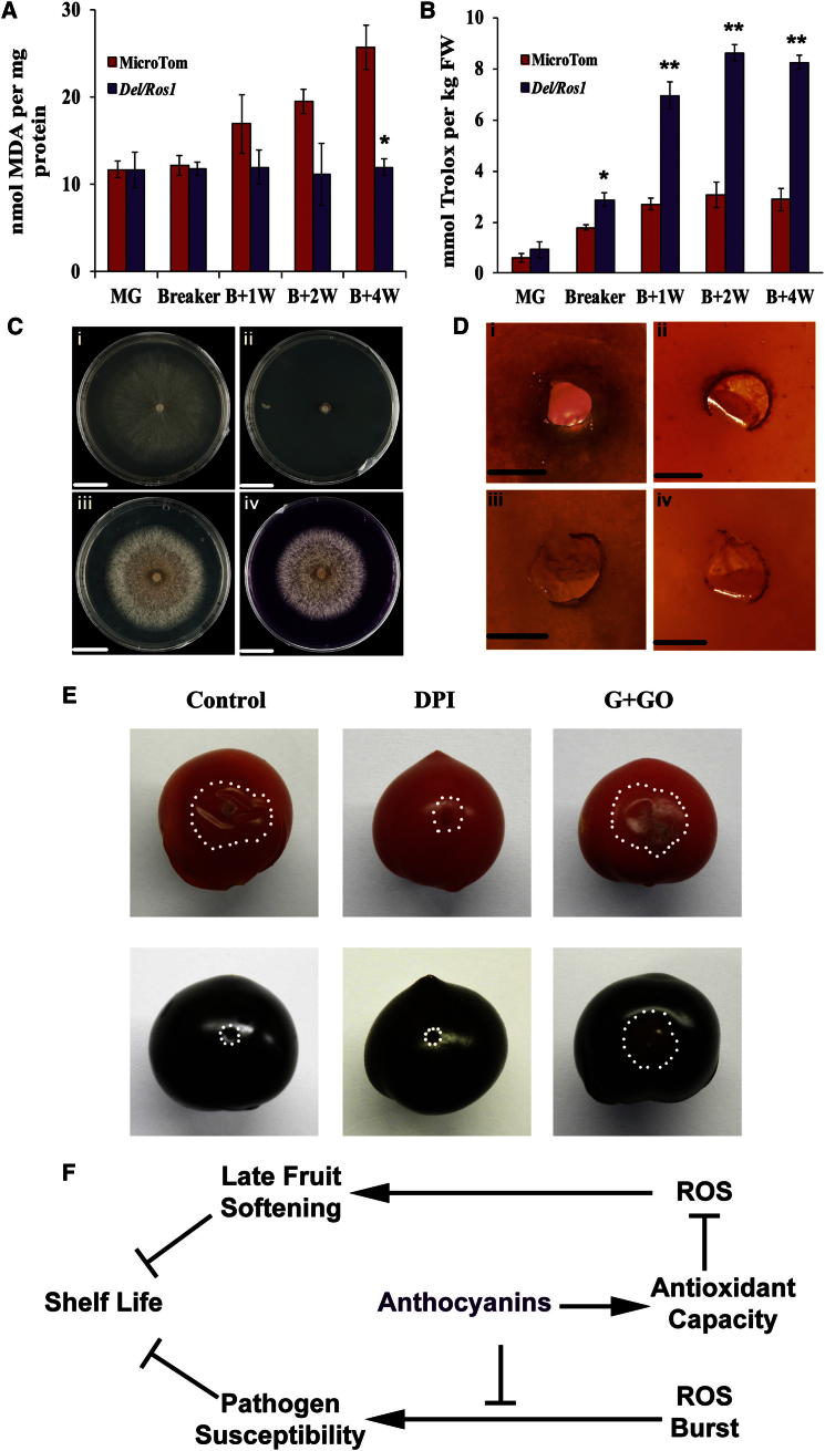 Figure 4