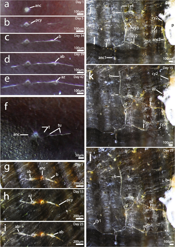 Fig. 3