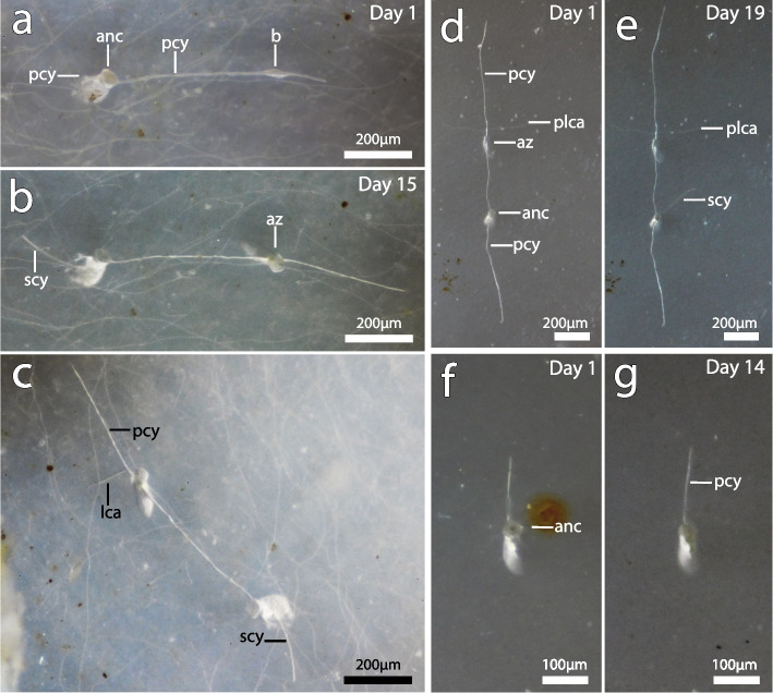 Fig. 7