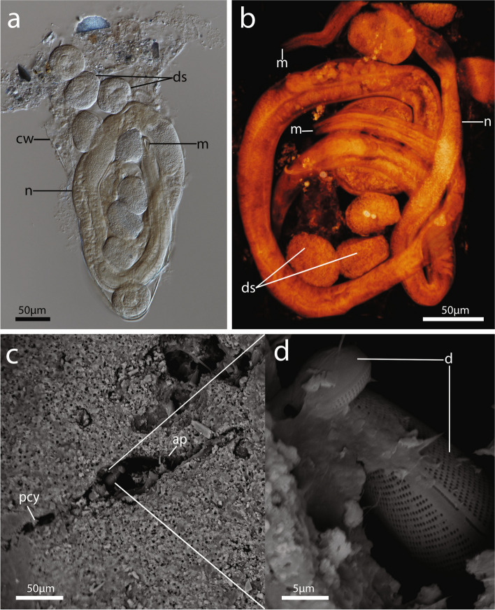 Fig. 6