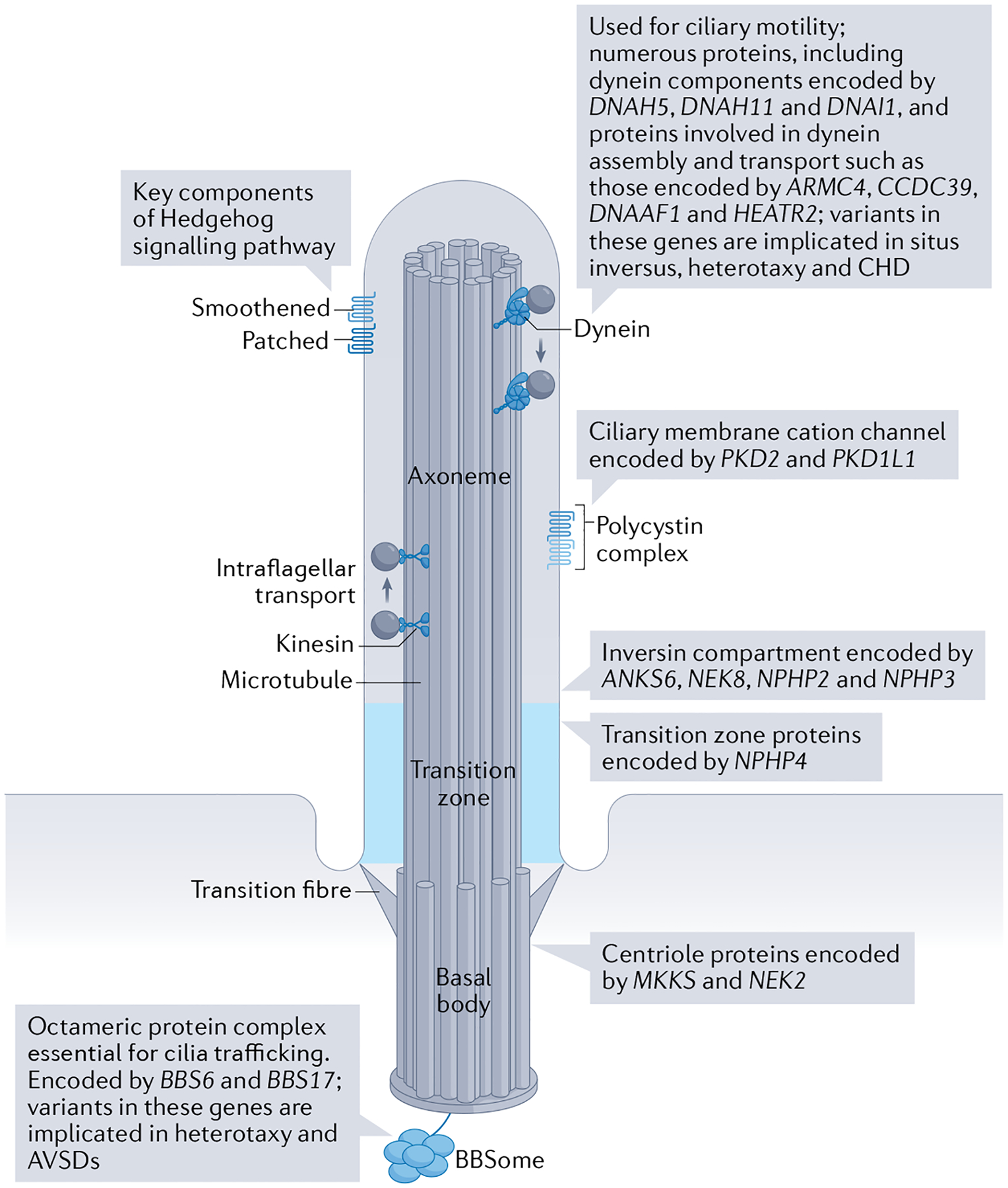 Fig. 5 |