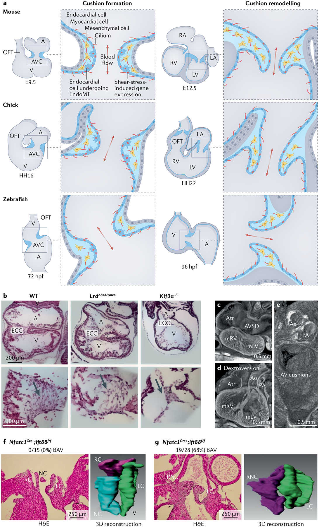 Fig. 6 |