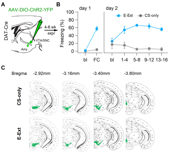 Figure 6—figure supplement 1.