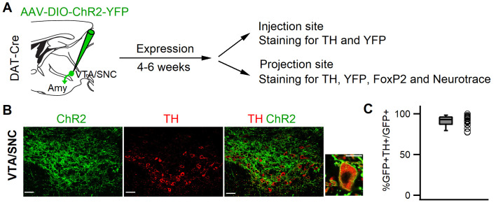 Figure 1—figure supplement 1.