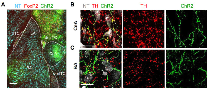 Figure 1—figure supplement 2.