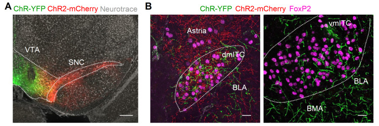 Figure 1—figure supplement 5.