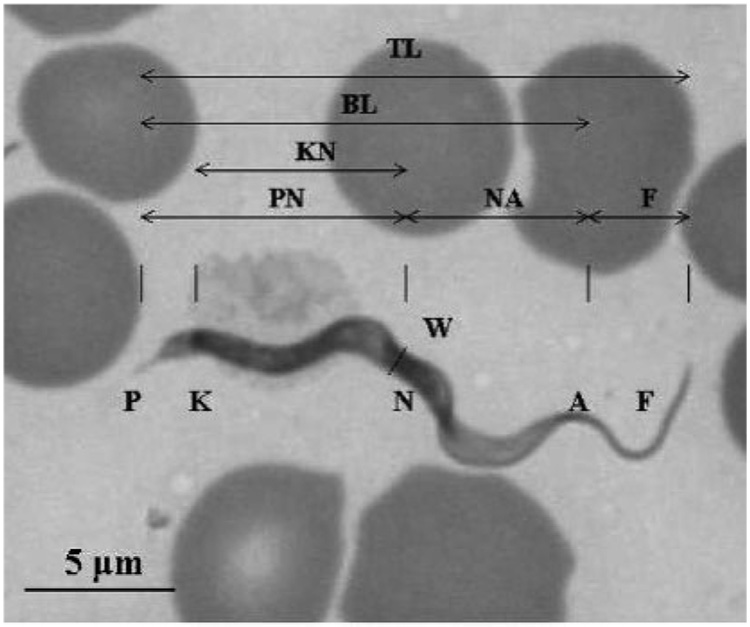 Fig. 1