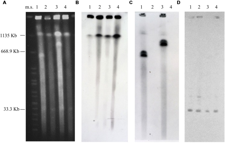 FIGURE 1