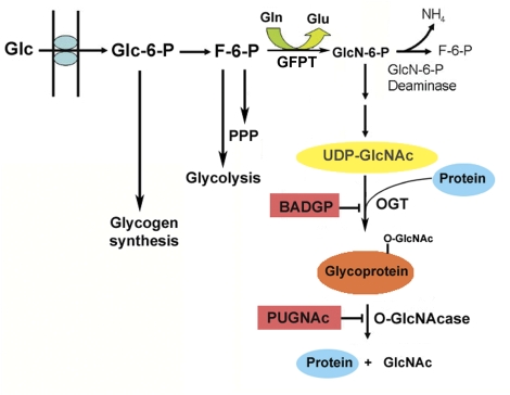 FIG. 1.