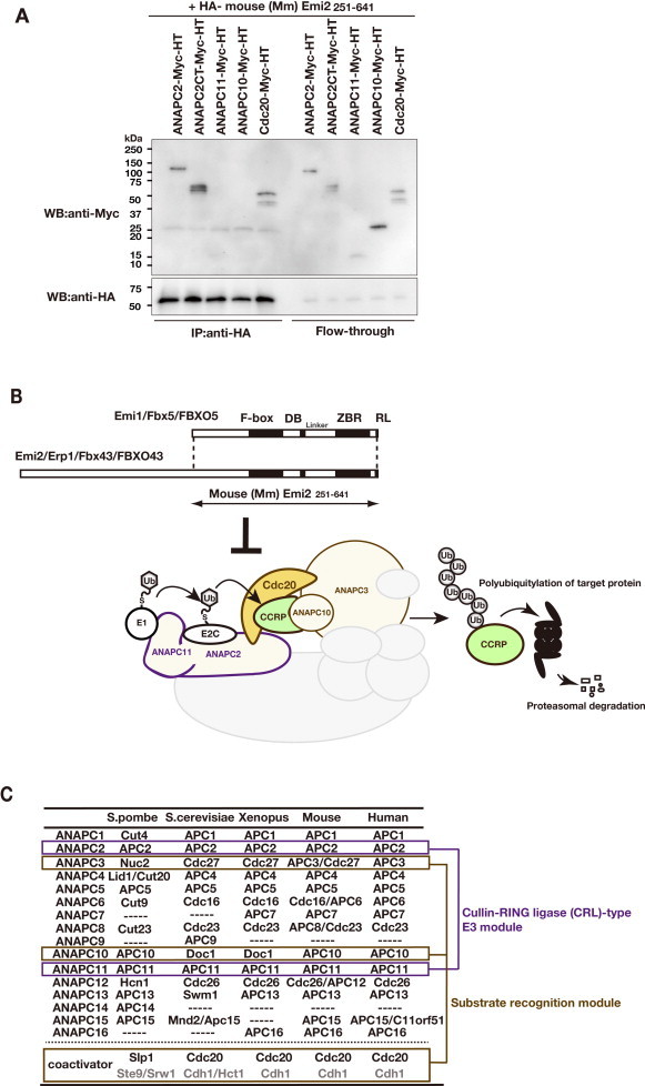 Supplementary Figure 1