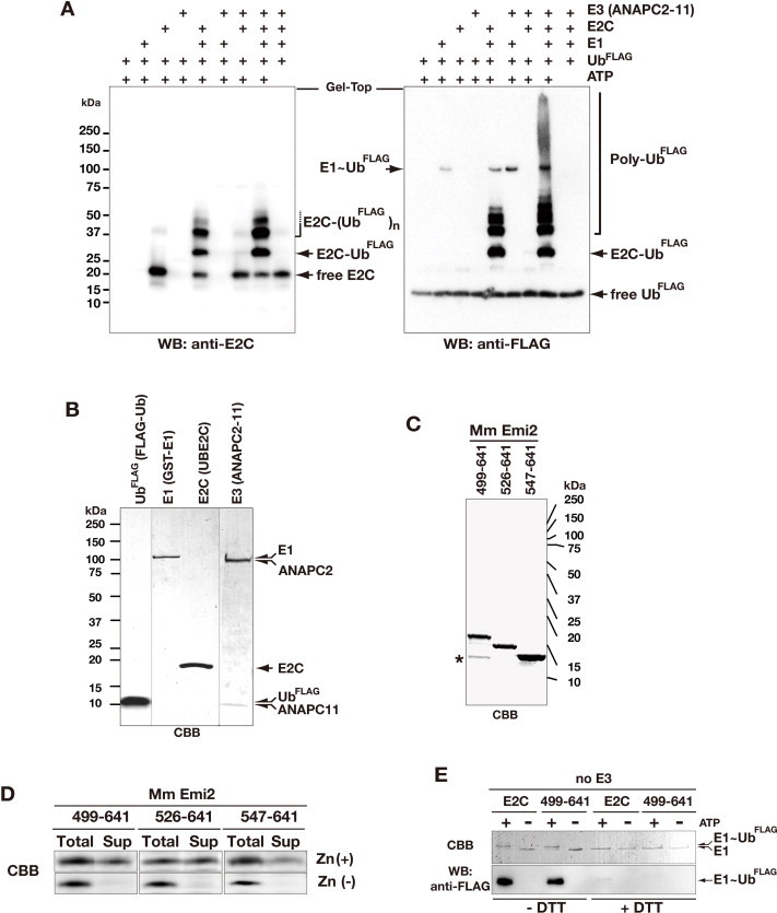 Supplementary Figure 4