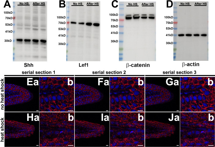 Figure 1—figure supplement 2.