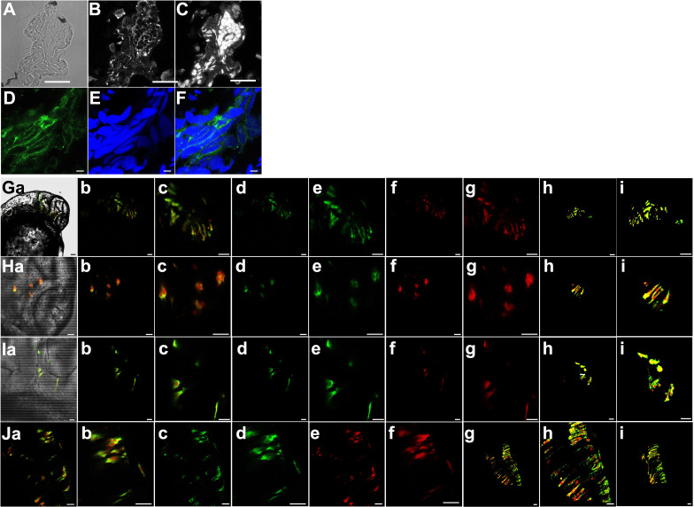 Figure 3—figure supplement 1.