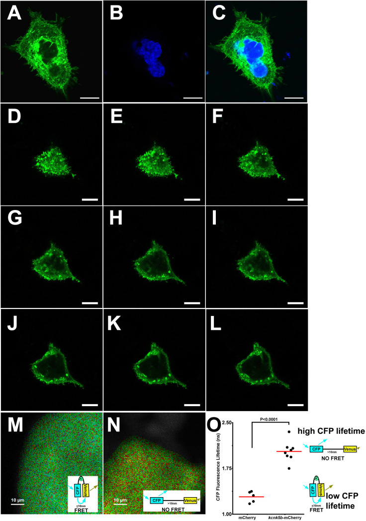 Figure 4—figure supplement 1.