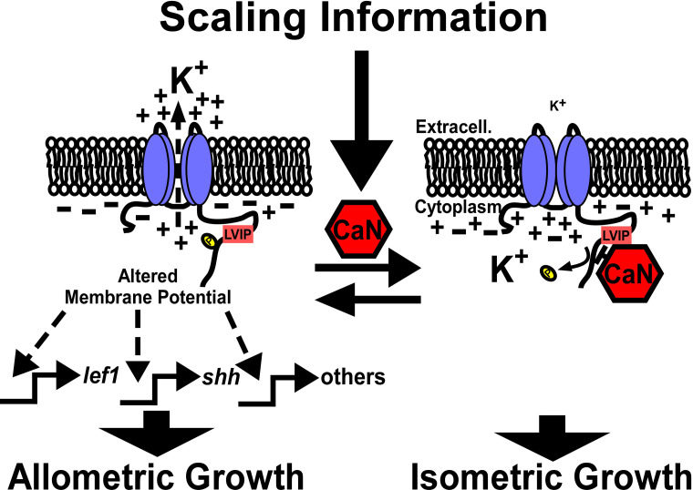 Figure 7.