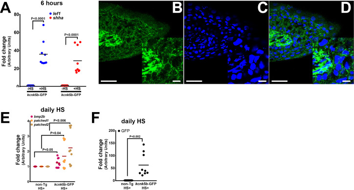 Figure 1—figure supplement 1.