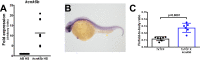 Figure 2—figure supplement 1.