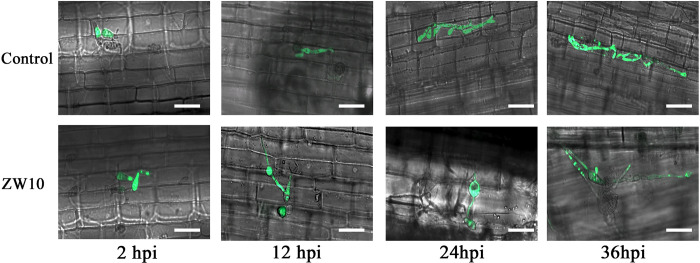 Fig 4