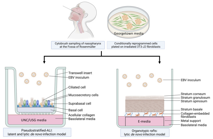 graphic file with name BioProtoc-12-06-4365-ga001.jpg