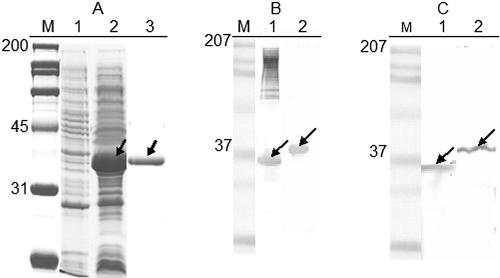 FIG. 3.