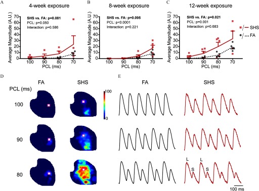 Figures 3A, 3B, and 3C are line graphs plotting average magnitude (A.U; y-axis) across PCL (ms, x-axis) for the SHS and FA groups after 4 weeks (SHS versus F A p equals 0.081; PCL, p equals 0.050; Interaction, p equals 0.586), 8 weeks (SHS versus F A p equals 0.095; PCL, p less than 0.0001; Interaction, p equals 0.221), and 12 weeks (SHS versus F A p equals 0.021; PCL, p equals 0.001; Interaction, p equals 0.683) exposure, respectively. Figure 3D is a magnitude map. Figure 3E presents optical traces for the F A and SHS exposure group.