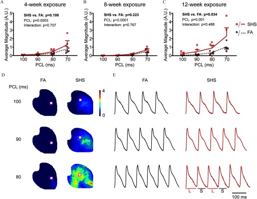 Figures 2A, 2B, and 2C are line graphs plotting average magnitude (A.U; y-axis) across PCL (ms, x-axis) for the SHS and FA groups after 4 weeks (SHS versus F A p equals 0.199; PCL, p equals 0.0003; Interaction, p equals 0.707), 8 weeks (SHS versus F A p equals 0.223; PCL, p less than 0.0001; Interaction, p equals 0.767), and 12 weeks (SHS versus F A p equals 0.034; PCL, p equals 0.001; Interaction, p equals 0.488) exposure, respectively. Figure 2D is a magnitude map. Figure 2E presents optical traces for the F A and SHS exposure group.