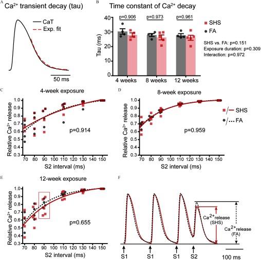 Figure 4A is a Ca super 2 positive transient decay. Figure 4B is a bar graph plotting Tau (ms; y-axis) for the SHS and FA groups after 4 weeks (p equals 0.906), 8 weeks (p equals 0.973), and 12 weeks (p equals 0.961) (x-axis). Figures 4C, 4D, and 4E are line graphs plotting relative Ca super 2 positive release (y-axis) across S2 interval (ms; x-axis) for the 4-week (p equals 0.914), 8-week (p equals 0.959), and 12-week (p equals 0.655) exposure. Figure 4F is a Ca super 2 positive transient traces at S2 equals 90 milliseconds.