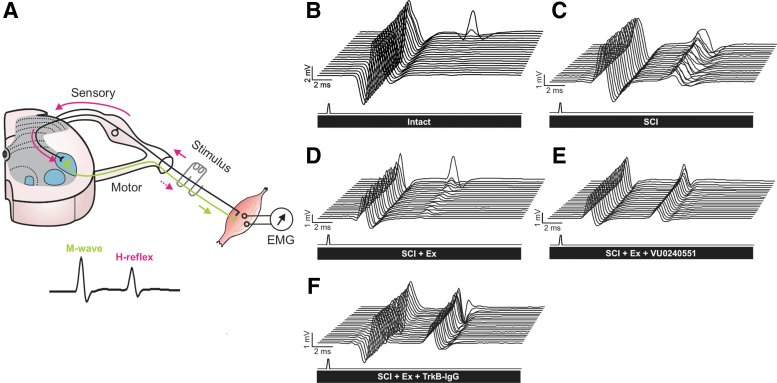 FIG. 2.