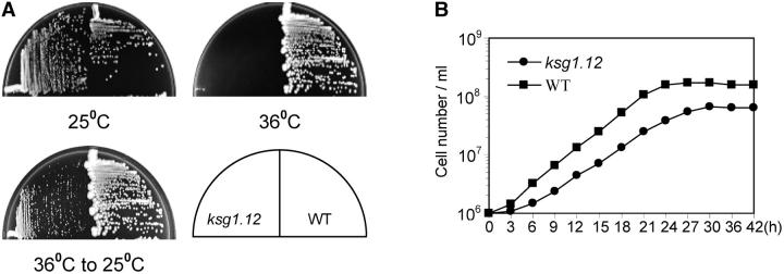 Figure 2.—