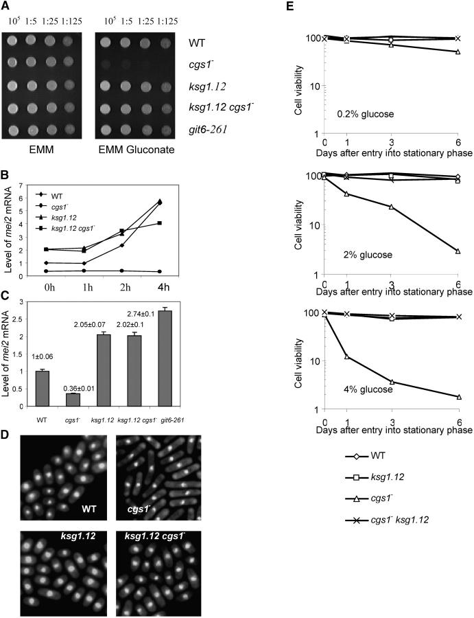 Figure 5.—