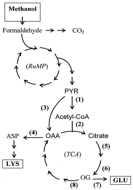 FIG. 1.