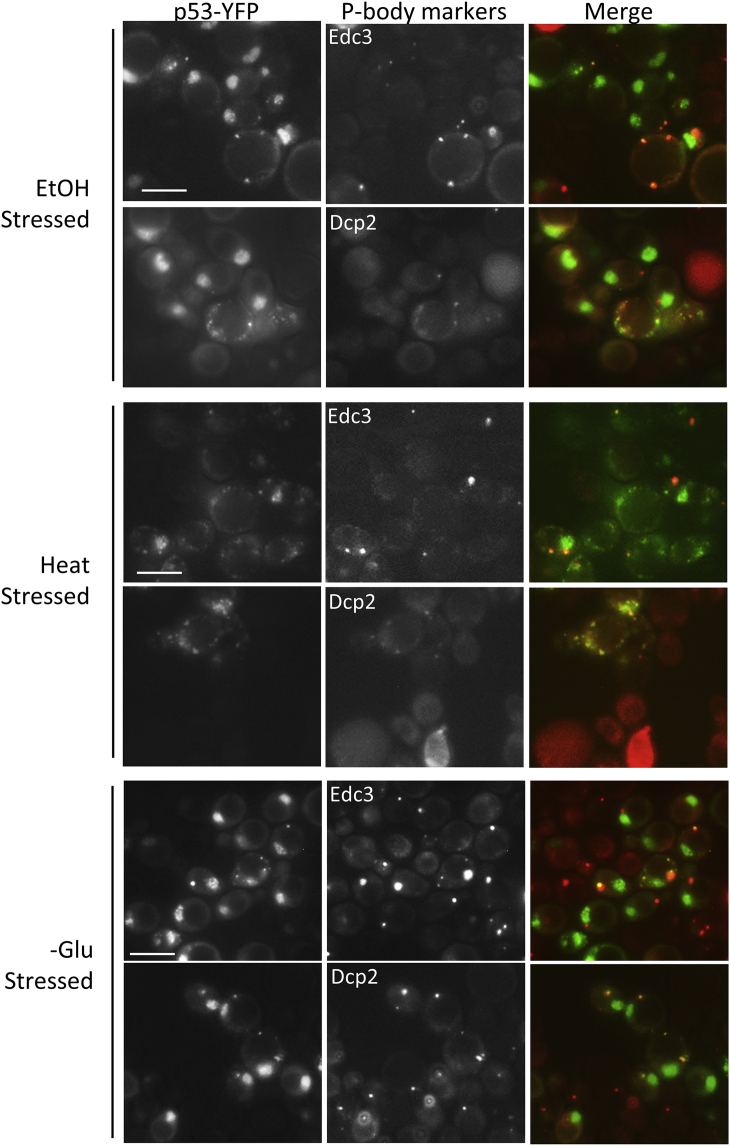 Figure 6