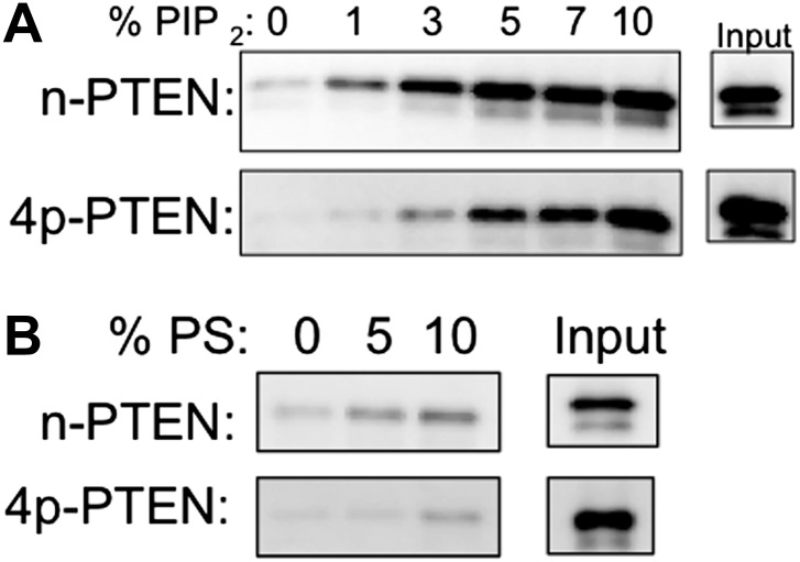 Figure 3—figure supplement 1.