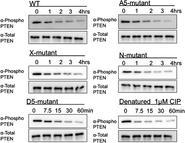 Figure 6—figure supplement 3.