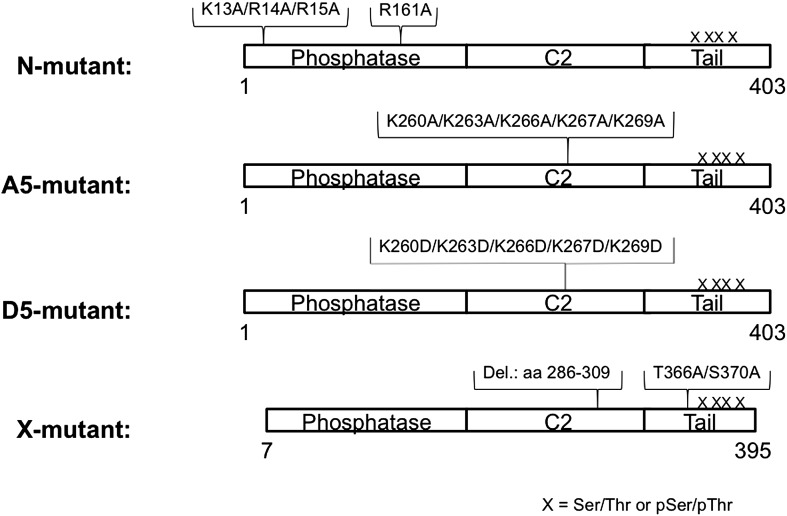 Figure 6—figure supplement 1.