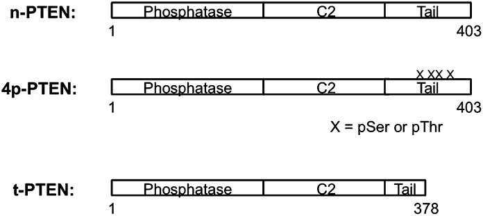 Figure 1—figure supplement 1.