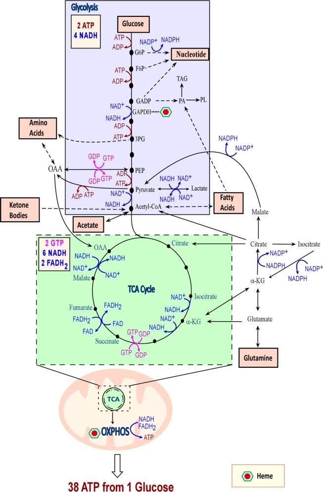 Fig. 1