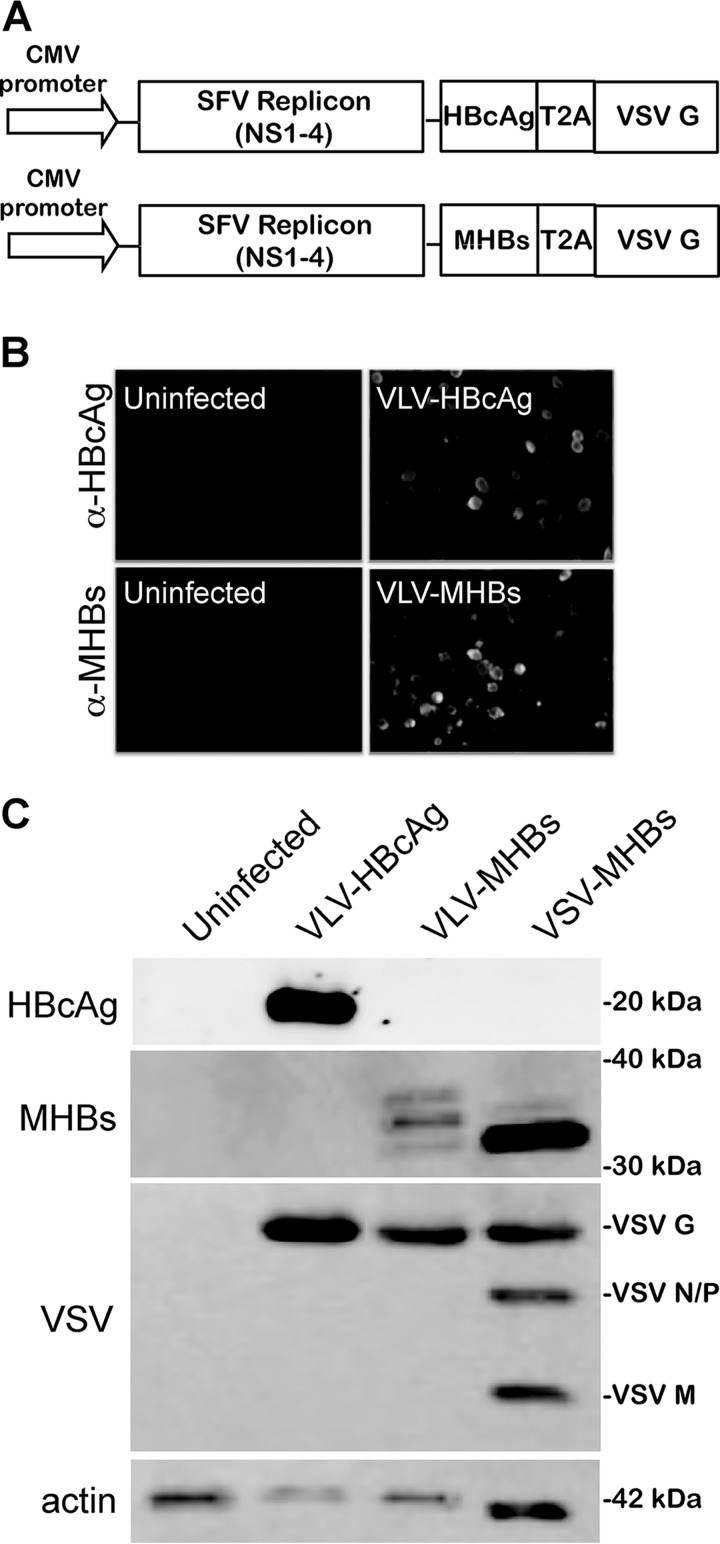 FIG 1