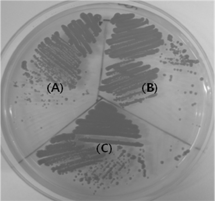 Fig. 1